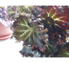 Бегонія  дрібно щетиниста (Begonia strigillosa )